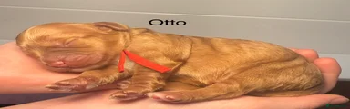 Otto