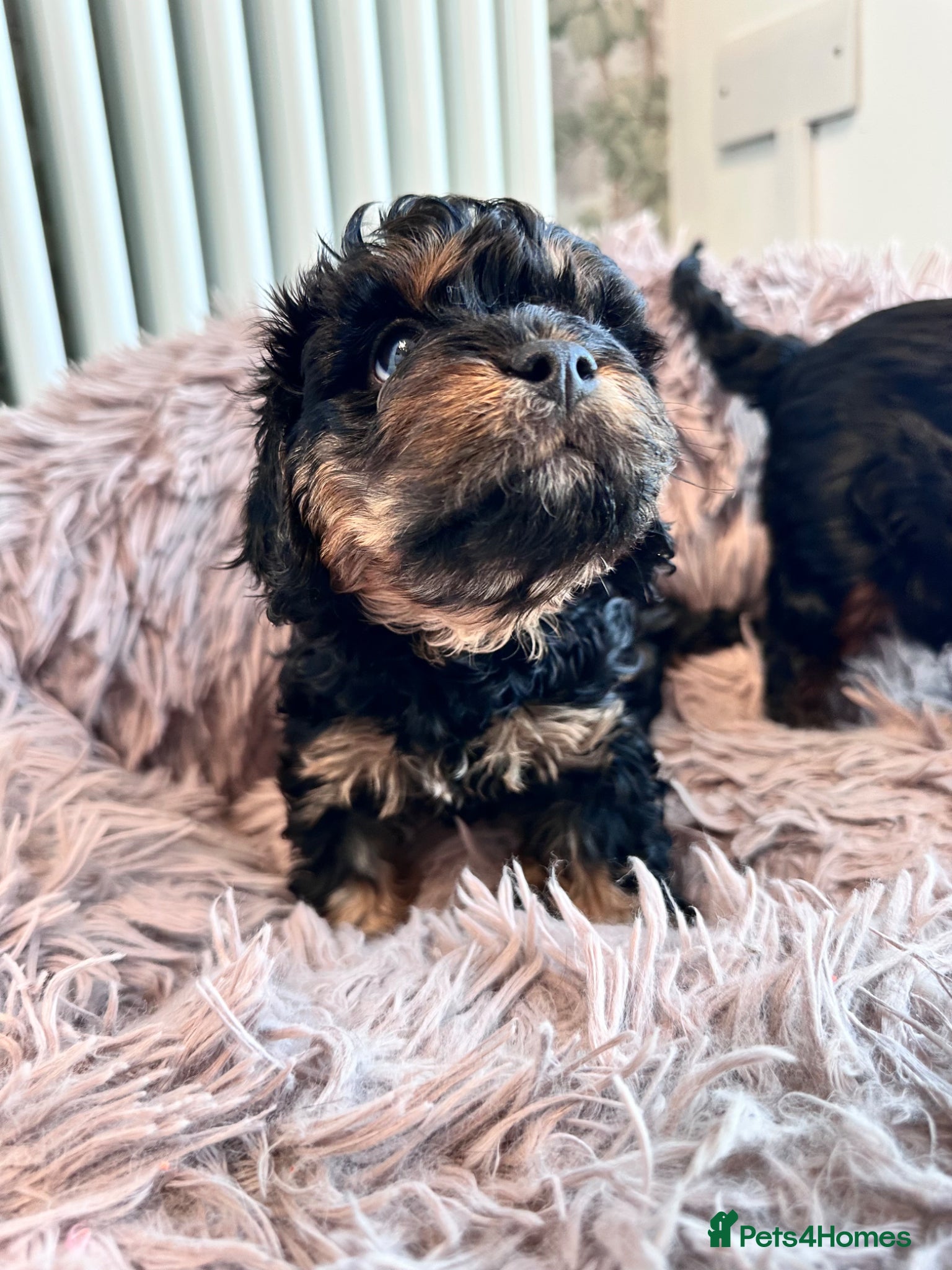 Cavapoo dogs Adorable Cavapoo puppies. Health tested Parent.  - Advert 2
