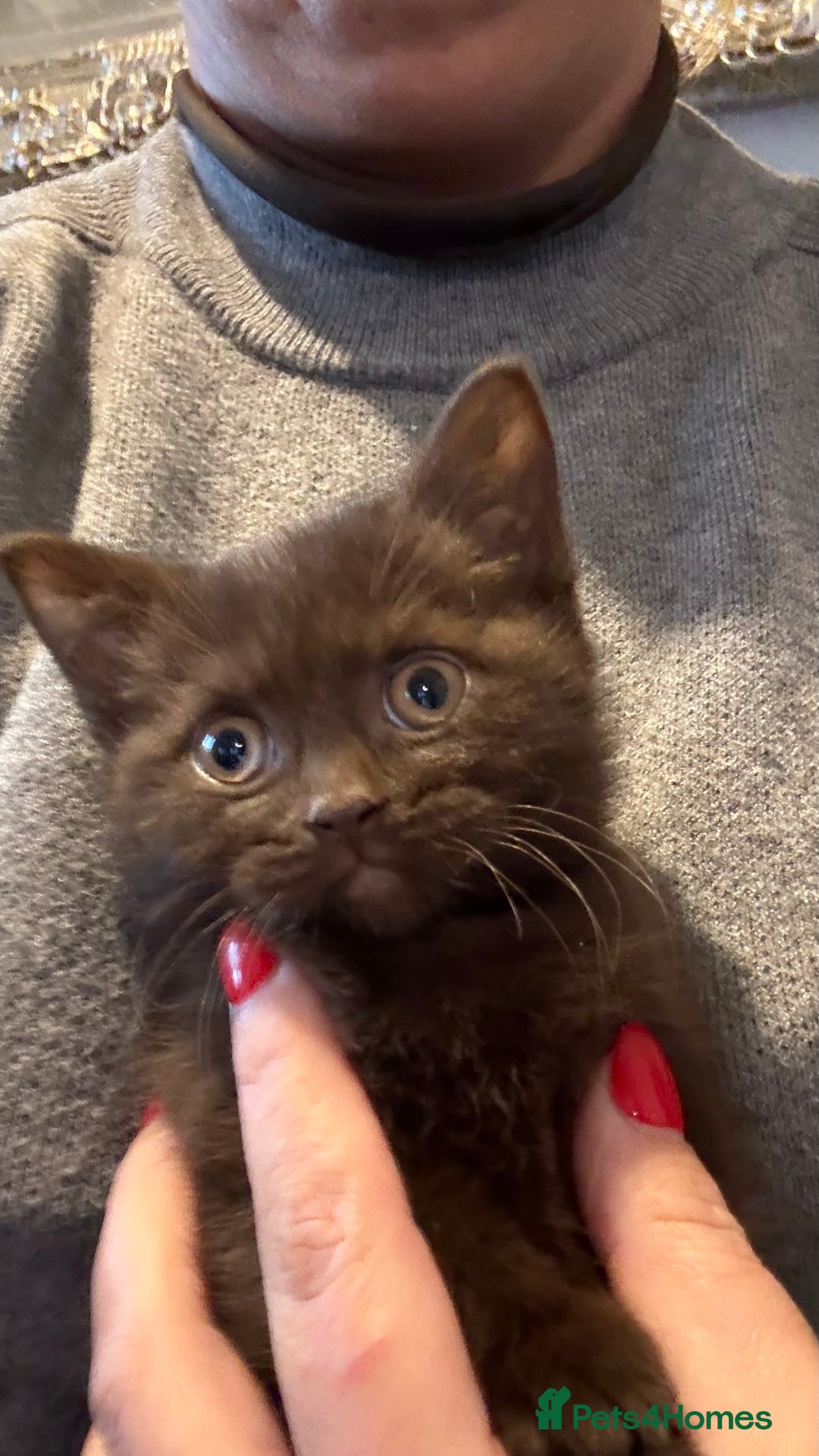 British Shorthair cats for sale: GCCF Registered 5 Generation British Shorthair - Image 22