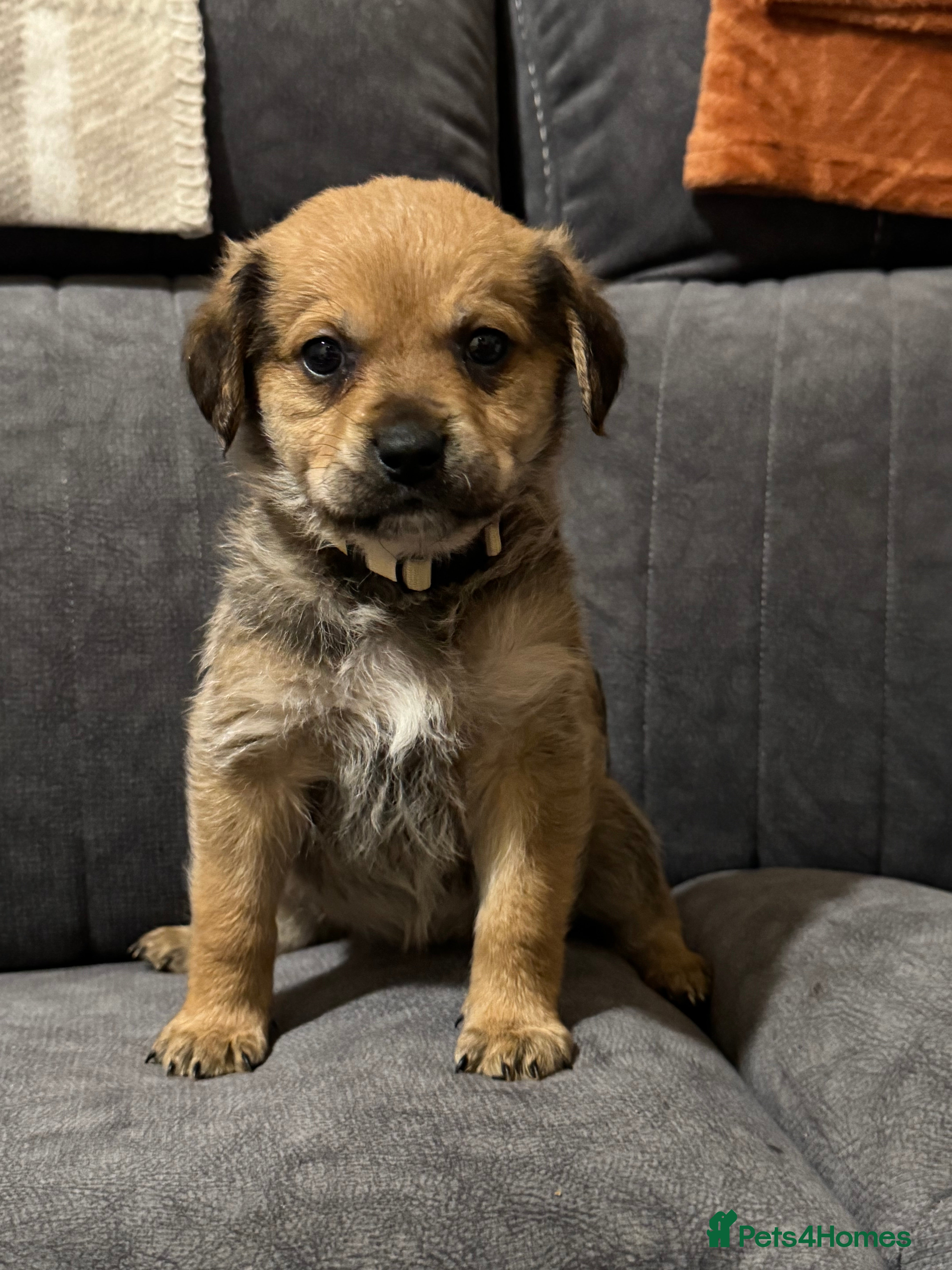 Mixed Breed dogs Rottweiler cross puppies - Advert 1