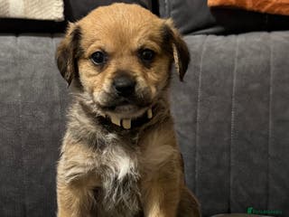 Mixed Breed dogs Rottweiler cross puppies - Advert 1