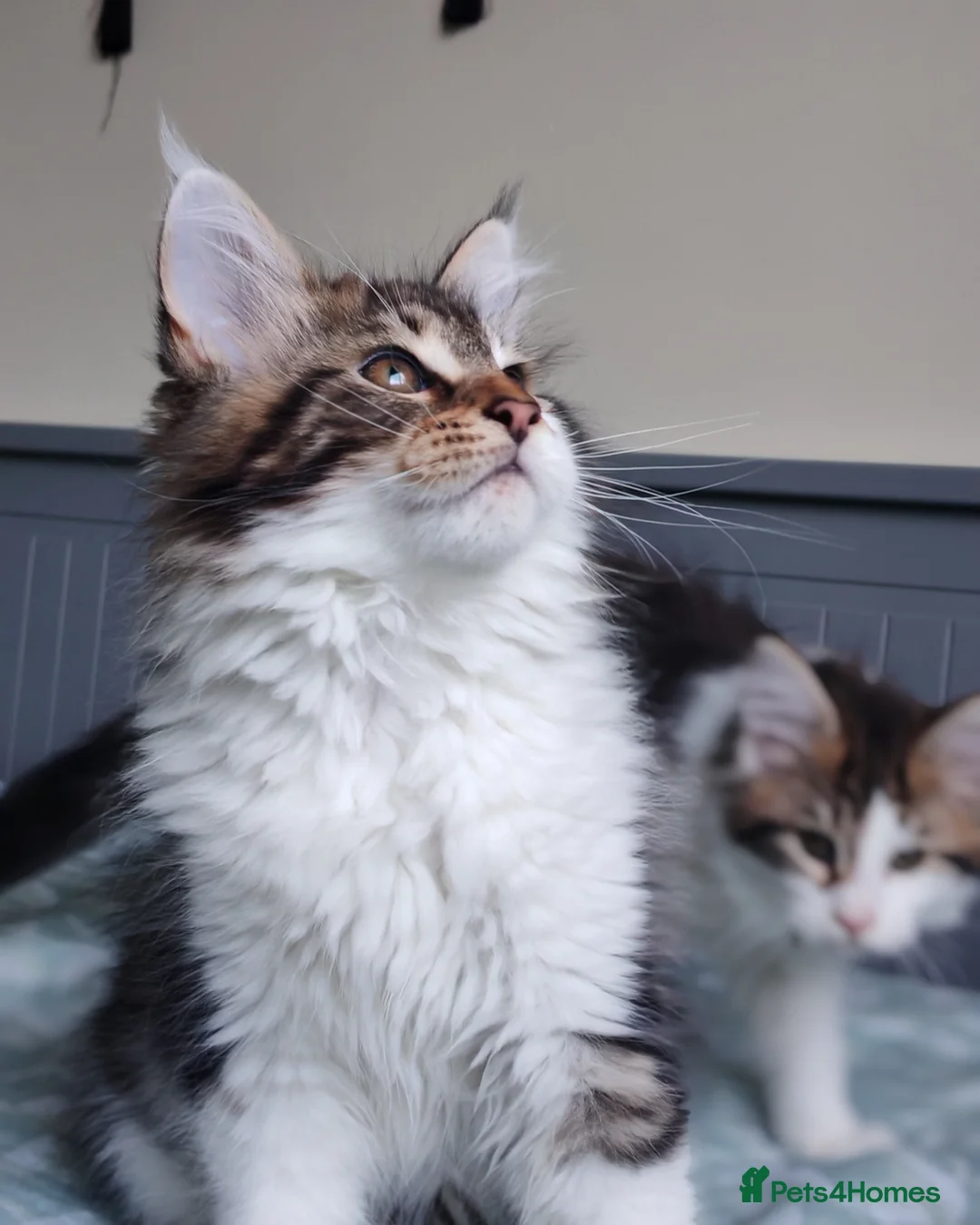Maine Coon cats for sale: Purebred Maine coon 😍😍 - Advert 8