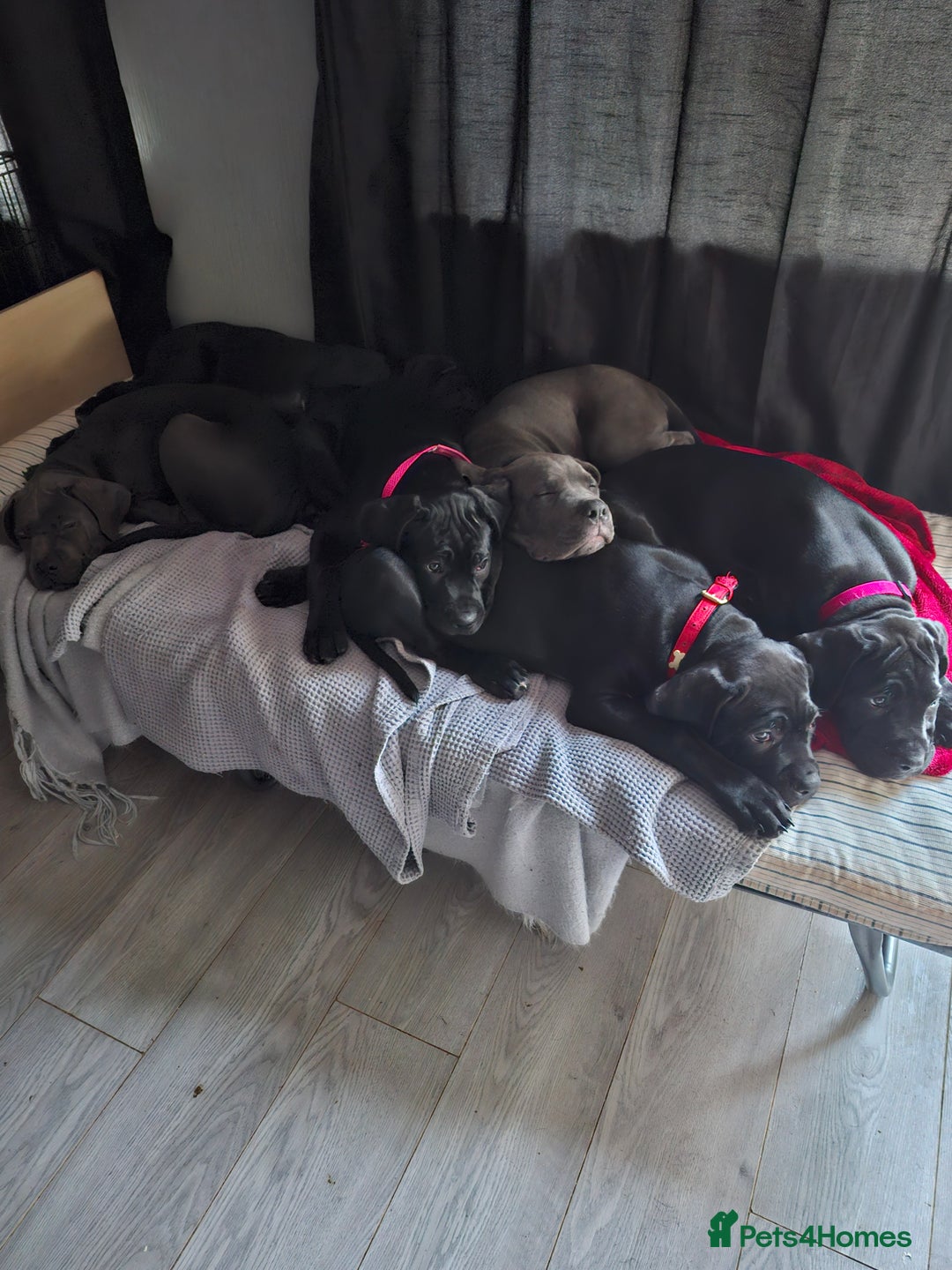 Cane Corso dogs for sale: Cane corso pups - Advert 4