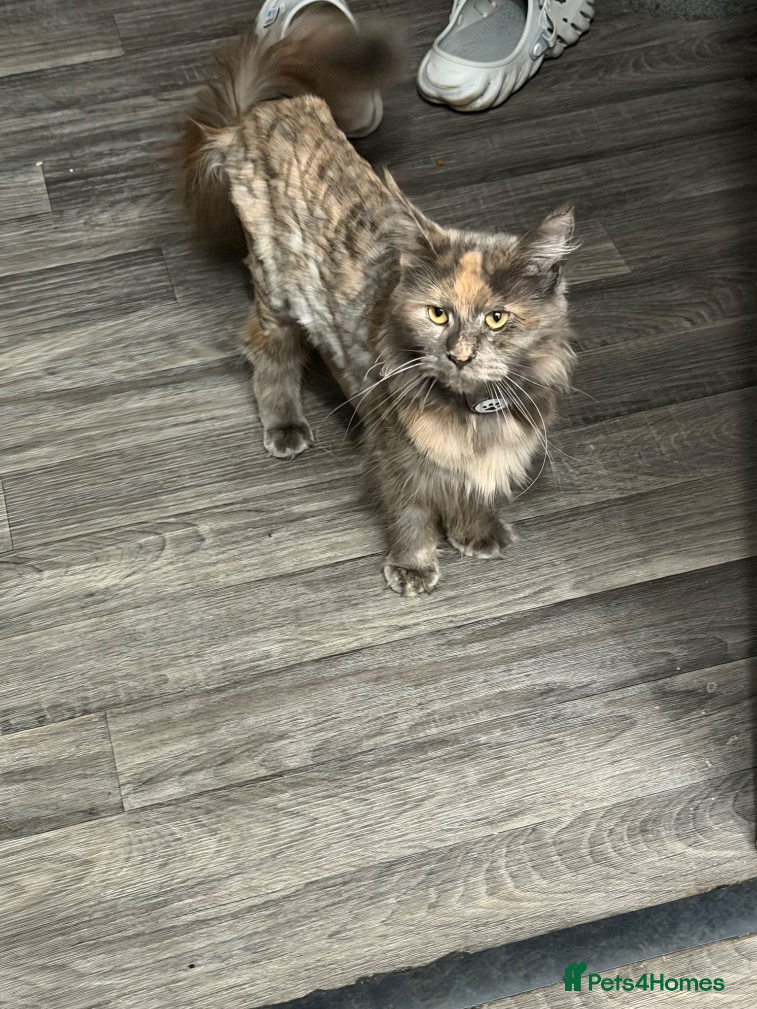 Maine Coon cats Beautiful Female Maine Coon - Advert 2