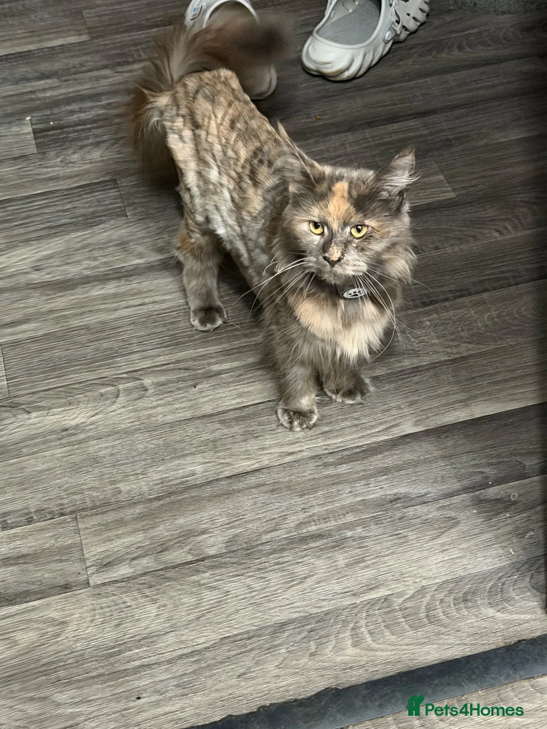 Maine Coon cats for sale: Beautiful Female Maine Coon - Advert 1