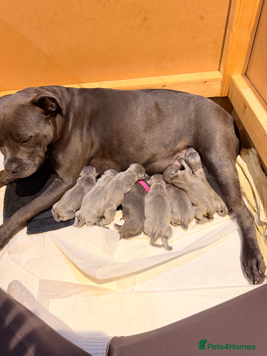 Staffordshire Bull Terrier dogs for sale: 💙Blue x Rare Fawn Staffordshire Bull Terrier Pups - Advert 5