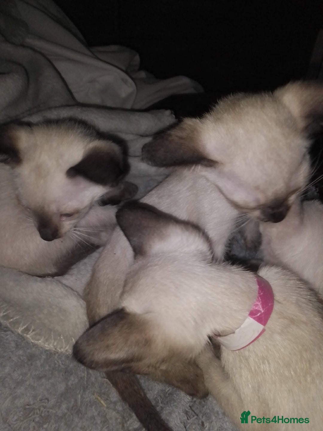 Siamese cats for sale: SIAMESE KITTENS - Image 5
