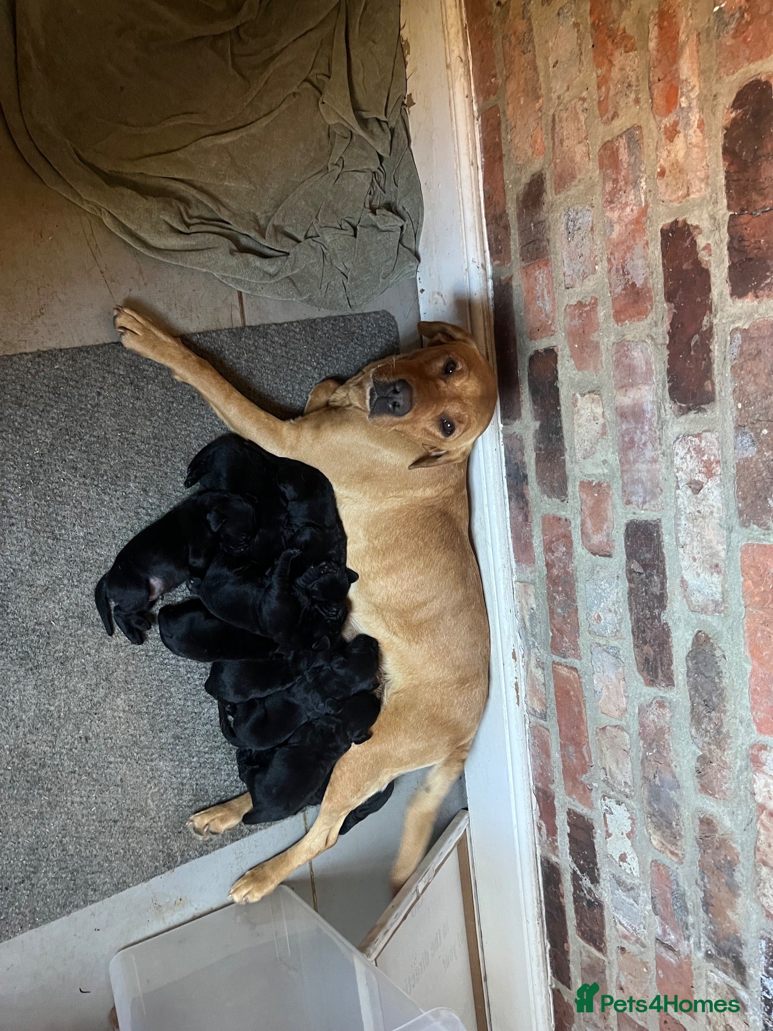 Labrador Retriever dogs Black Labrador pups for sale - Advert 3