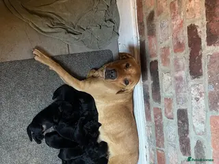 Labrador Retriever dogs Black Labrador pups for sale - Advert 1