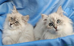 Siberian cats for sale: GCCF Registered Pure Siberian kittens For Sale.   - Image 10