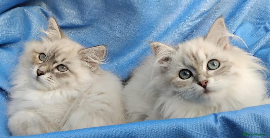 Siberian cats for sale: GCCF Registered Pure Siberian kittens For Sale.   - Image 10