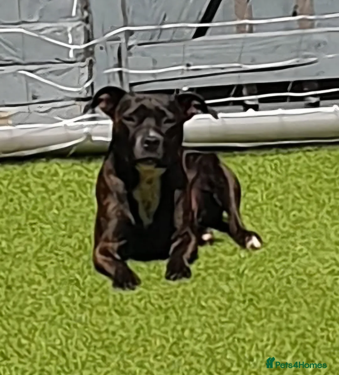 Mixed Breed dogs for sale: puppies in Stockton-on-Tees - Advert 2