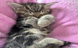 Mixed Breed cats for sale: Beautiful ragdoll x babies  in Ellesmere Port - Image 7