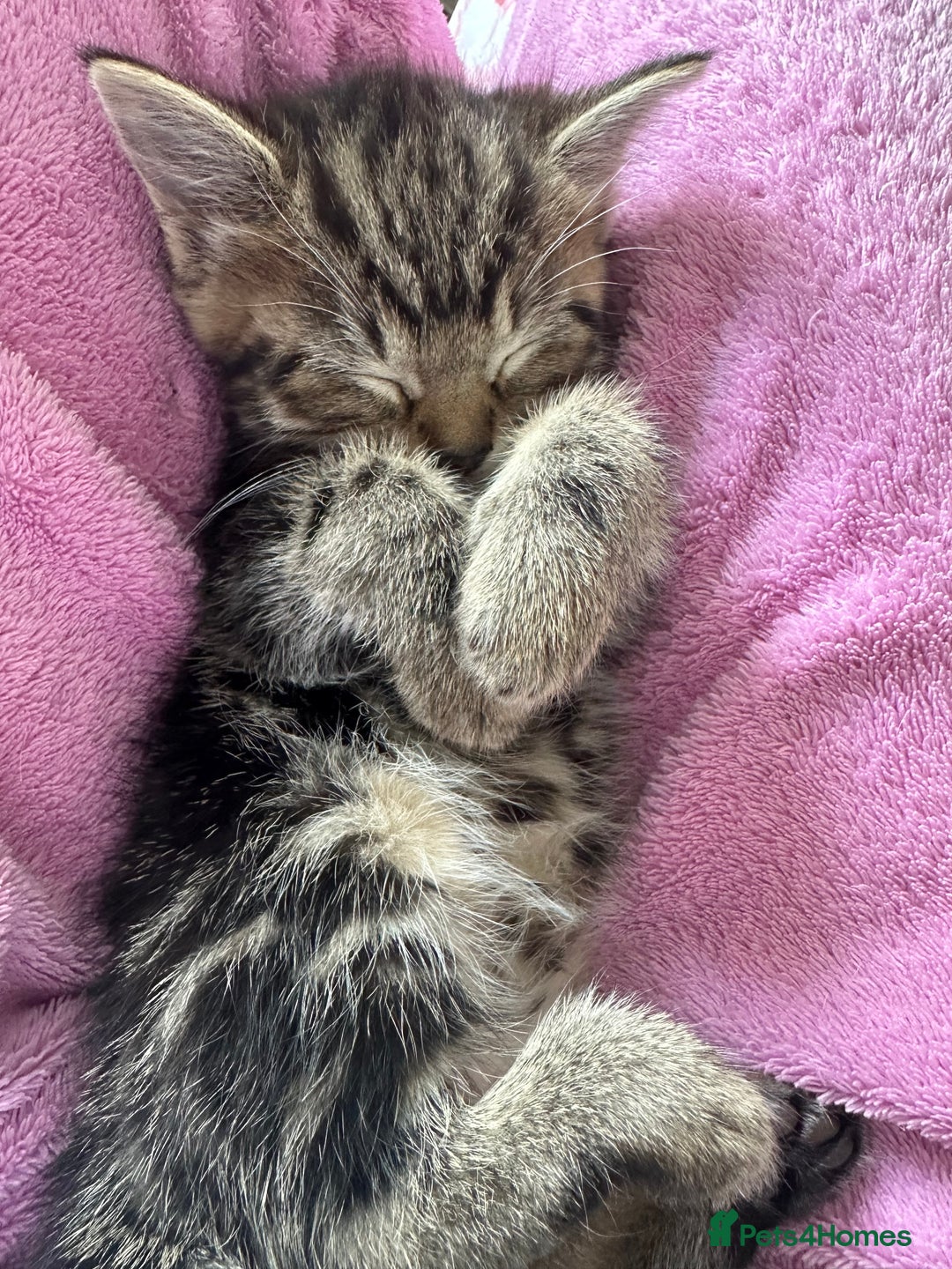 Mixed Breed cats for sale: Beautiful ragdoll x babies  in Ellesmere Port - Image 7