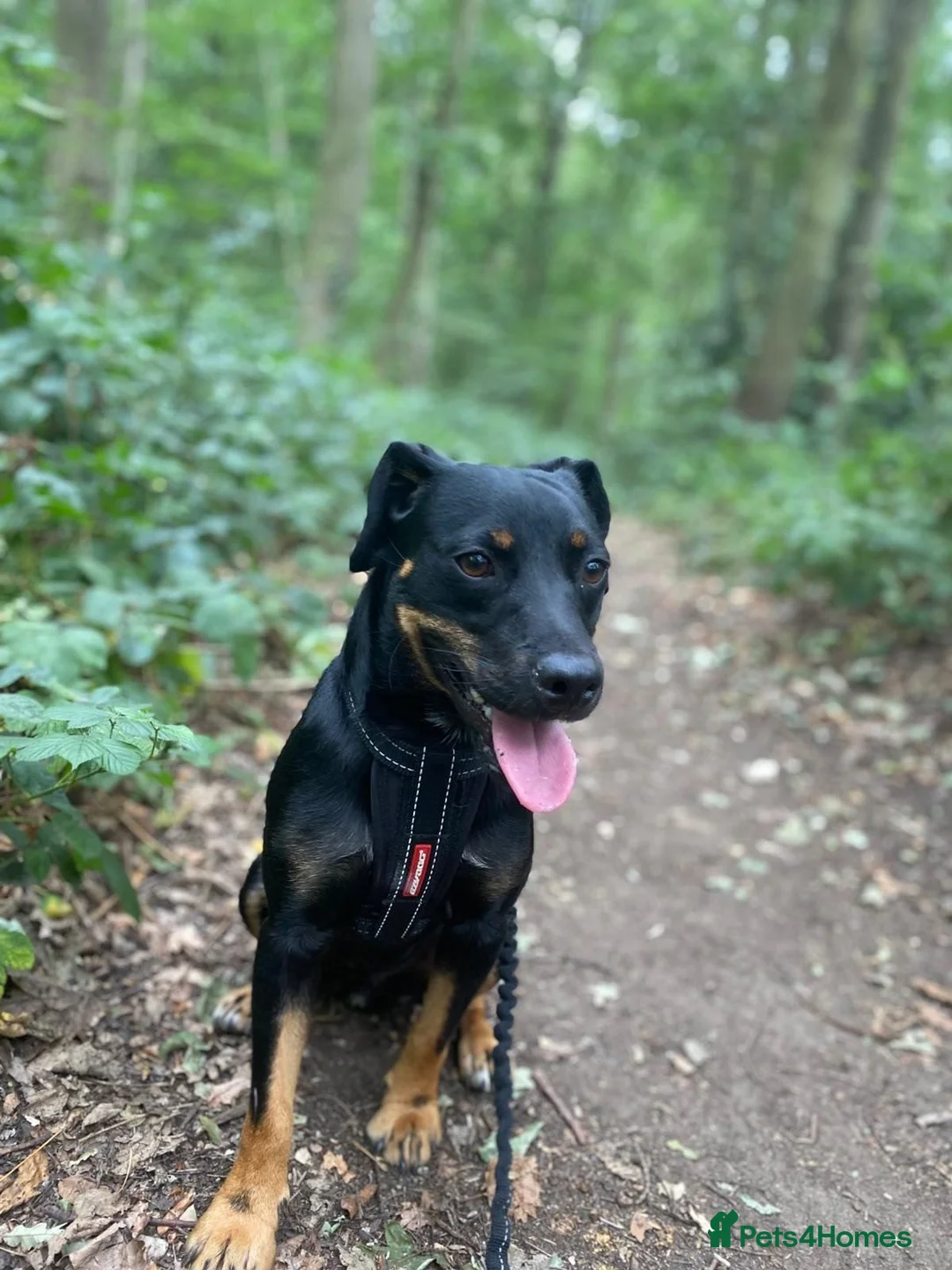 Patterjack dogs for sale: Rolo. Patterdale cross. in Doncaster - Advert 3