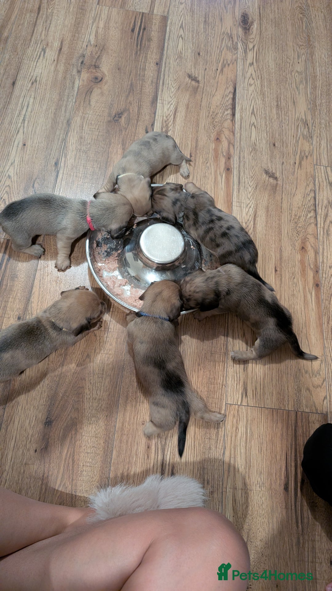 Miniature Dachshund dogs for sale: Three Sausages Left!! 🩷🩷🩵 - Image 5