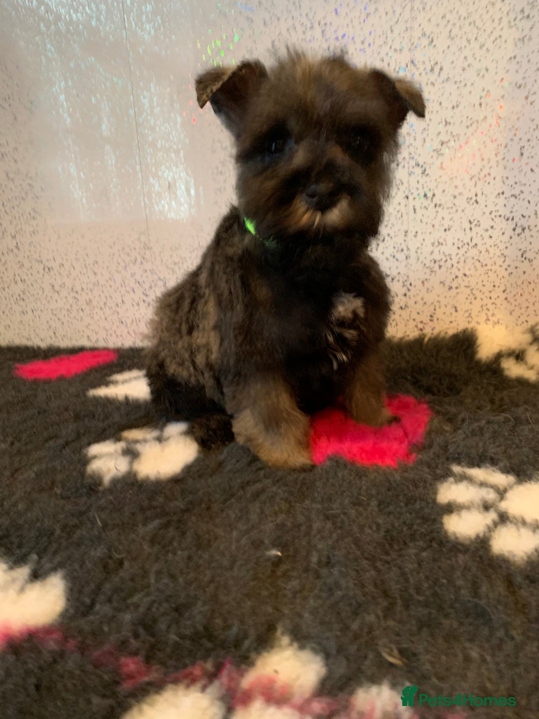 Miniature Schnauzer dogs for sale: Miniature schnauzer puppies  - Advert 10