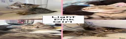 Mixed Breed cats for sale: Beautiful kittens  - Advert 30