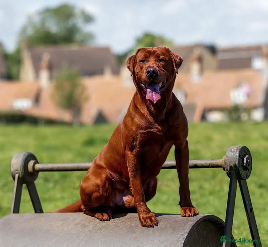 Labrador Retriever dogs for sale: Mahogany/ fox red Labrador puppies  - Advert 1