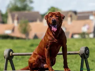 Labrador Retriever dogs Mahogany/ fox red Labrador puppies - Advert 1