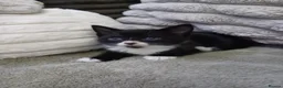 Mixed Breed cats for sale: Adorable tuxedo kittens  - Advert 7