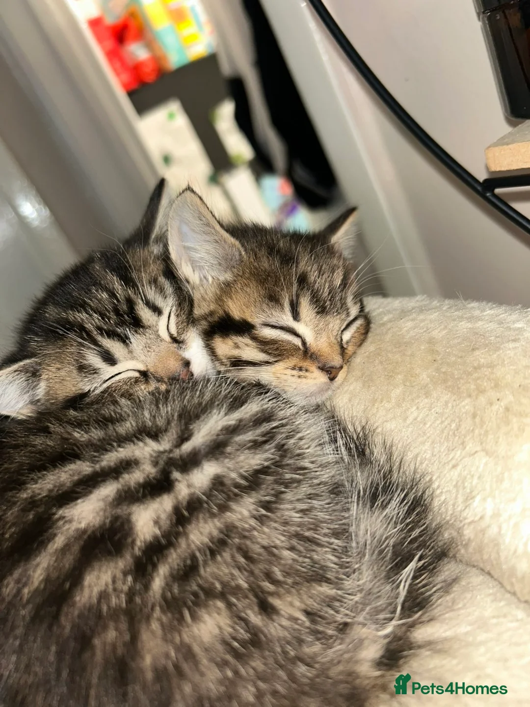 Mixed Breed cats for sale: 3 Beautiful female tabby kittens  - Advert 2