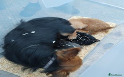 Chihuahua dogs for sale: 3 beautiful chihuahua puppies - Image 18