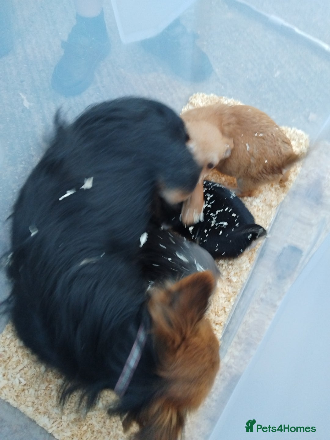 Chihuahua dogs for sale: 3 beautiful chihuahua puppies - Image 18