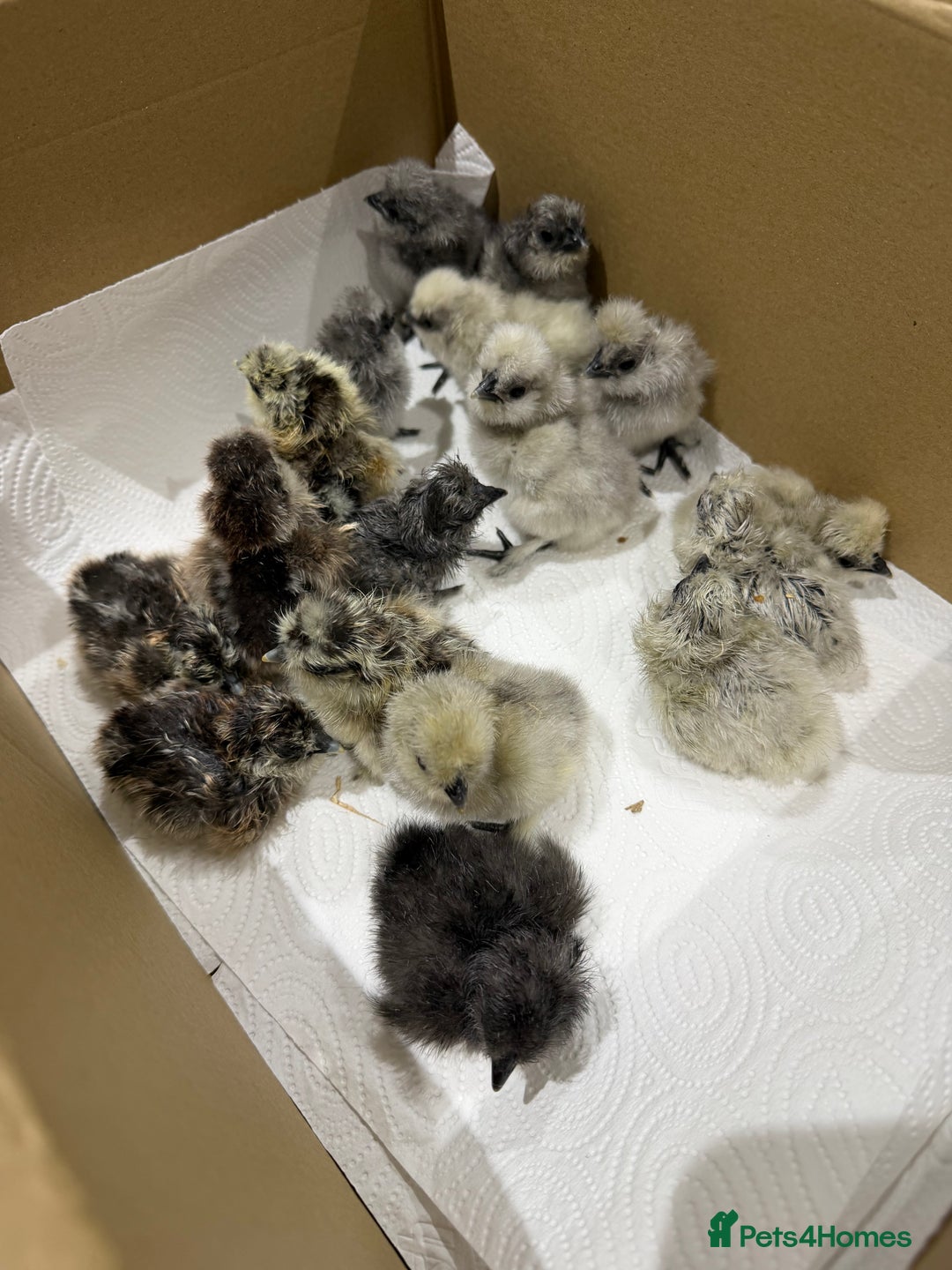 Chickens poultry for sale: Day old bearded silkie chicks for sale  - Advert 1