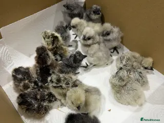Chickens poultry Day old bearded silkie chicks for sale - Advert 10