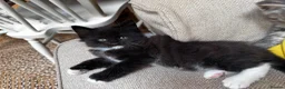 Maine Coon cats for sale: 5 Maine Coon kittens looking for their homes 🐾 - Advert 17