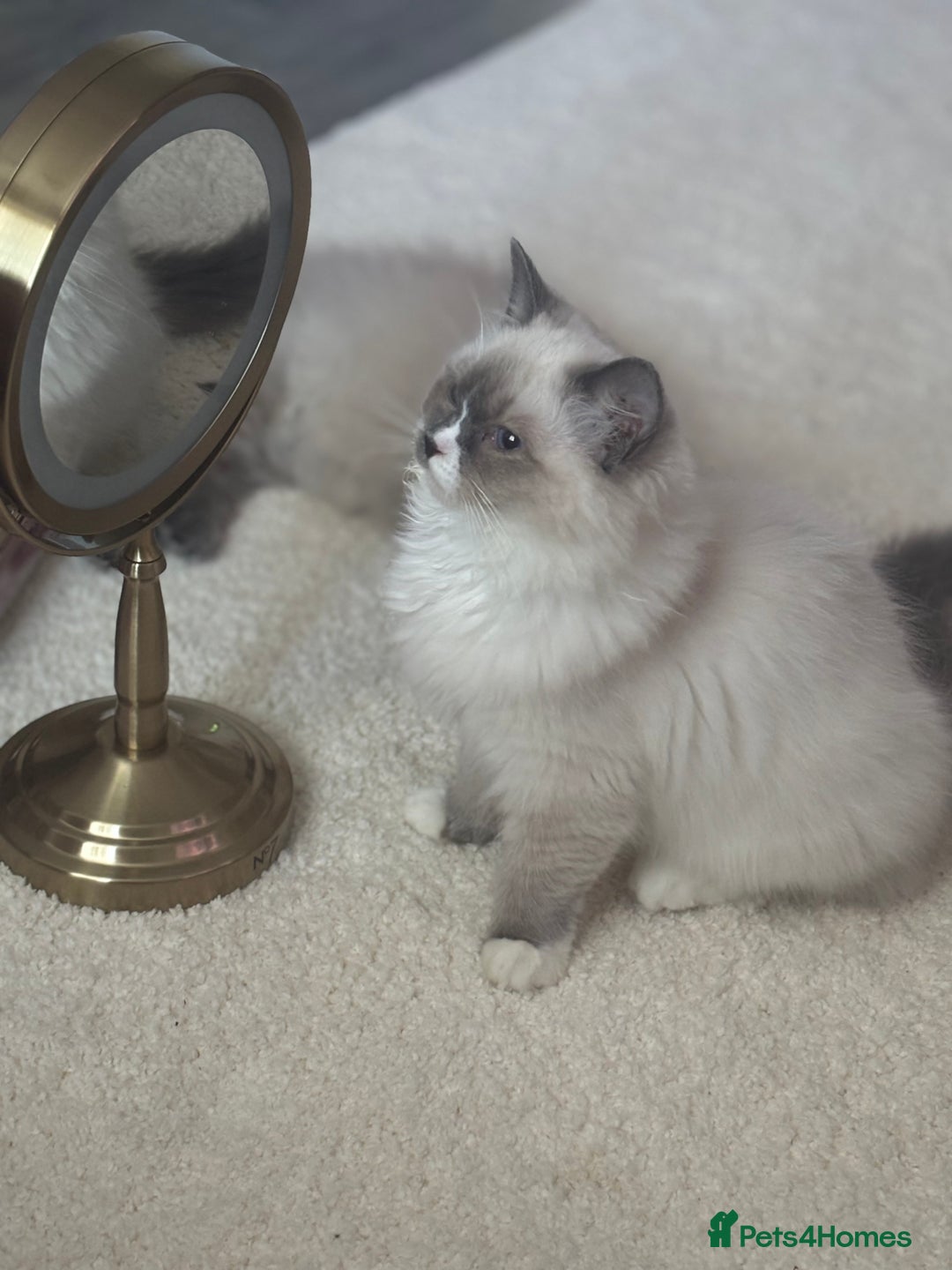 Ragdoll cats for sale: Beautiful blue mitted girl  - Advert 11