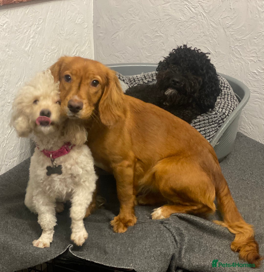 Cocker Spaniel dogs for sale: Cocker Spaniel Girl ‘Ruby’  - Advert 9