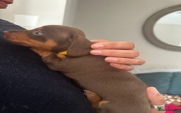 Miniature Dachshund dogs for sale: Miniature Dachshunds  - Image 24