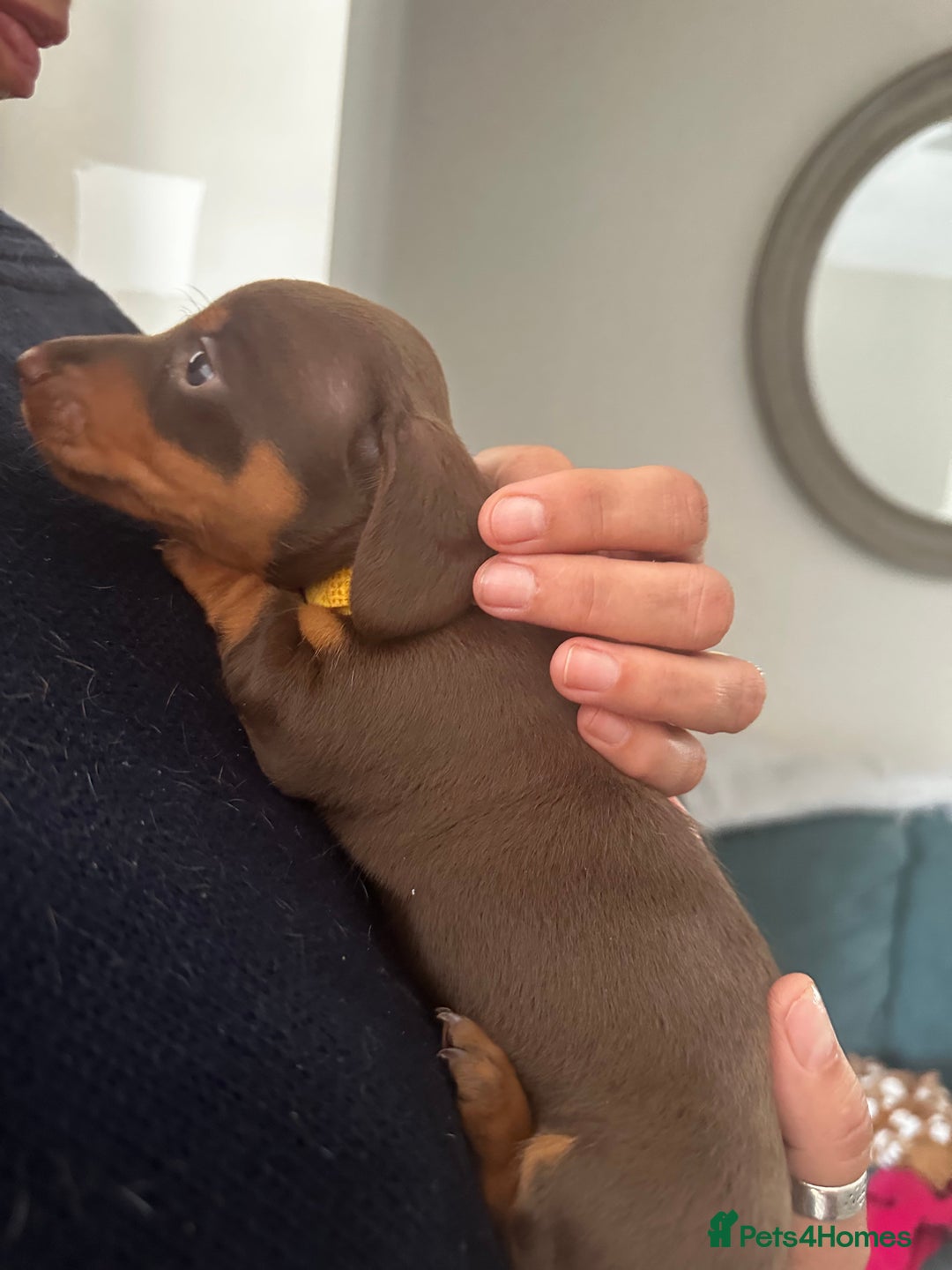 Miniature Dachshund dogs for sale: Miniature Dachshunds  - Image 24