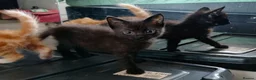 Mixed Breed cats for sale: 4 Beautiful kittens £100 each  - Advert 4