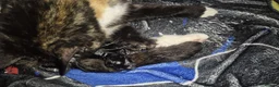 Mixed Breed cats for sale: 2 kittens ready to leave  in Nuneaton - Advert 2