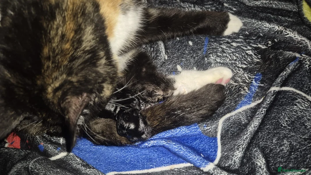 Mixed Breed cats for sale: 2 kittens ready to leave  in Nuneaton - Advert 2