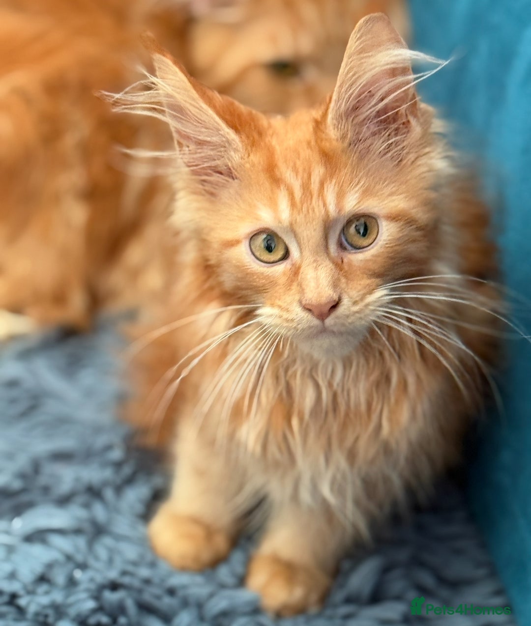 Maine Coon cats for sale: European Blood Lines GCCF Reg Main Coon Kittens  - Image 19