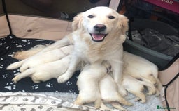 Golden Retriever dogs for sale: Chunky, cream pups - Image 2