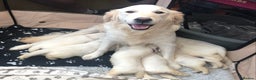Golden Retriever dogs for sale: Chunky, cream pups - Advert 3