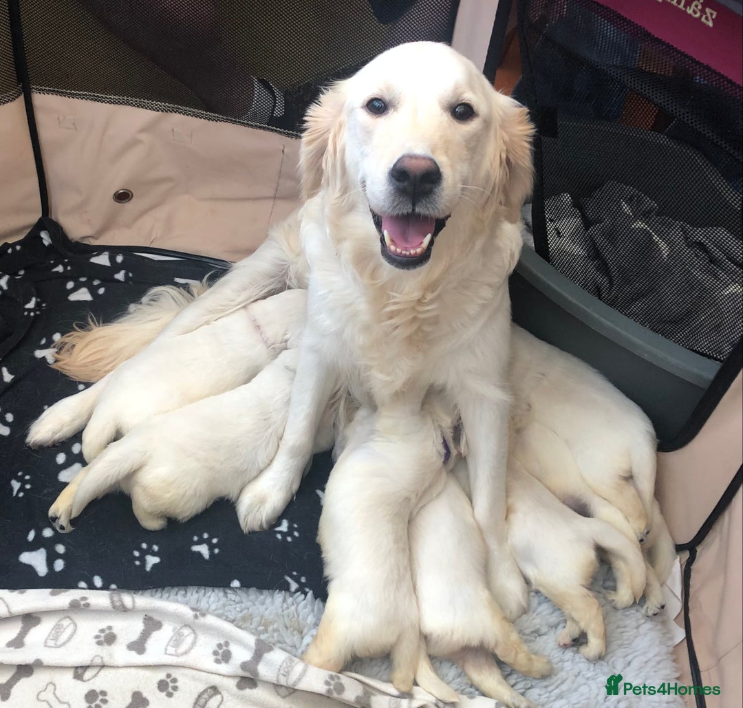 Golden Retriever dogs for sale: Chunky, cream pups - Image 2