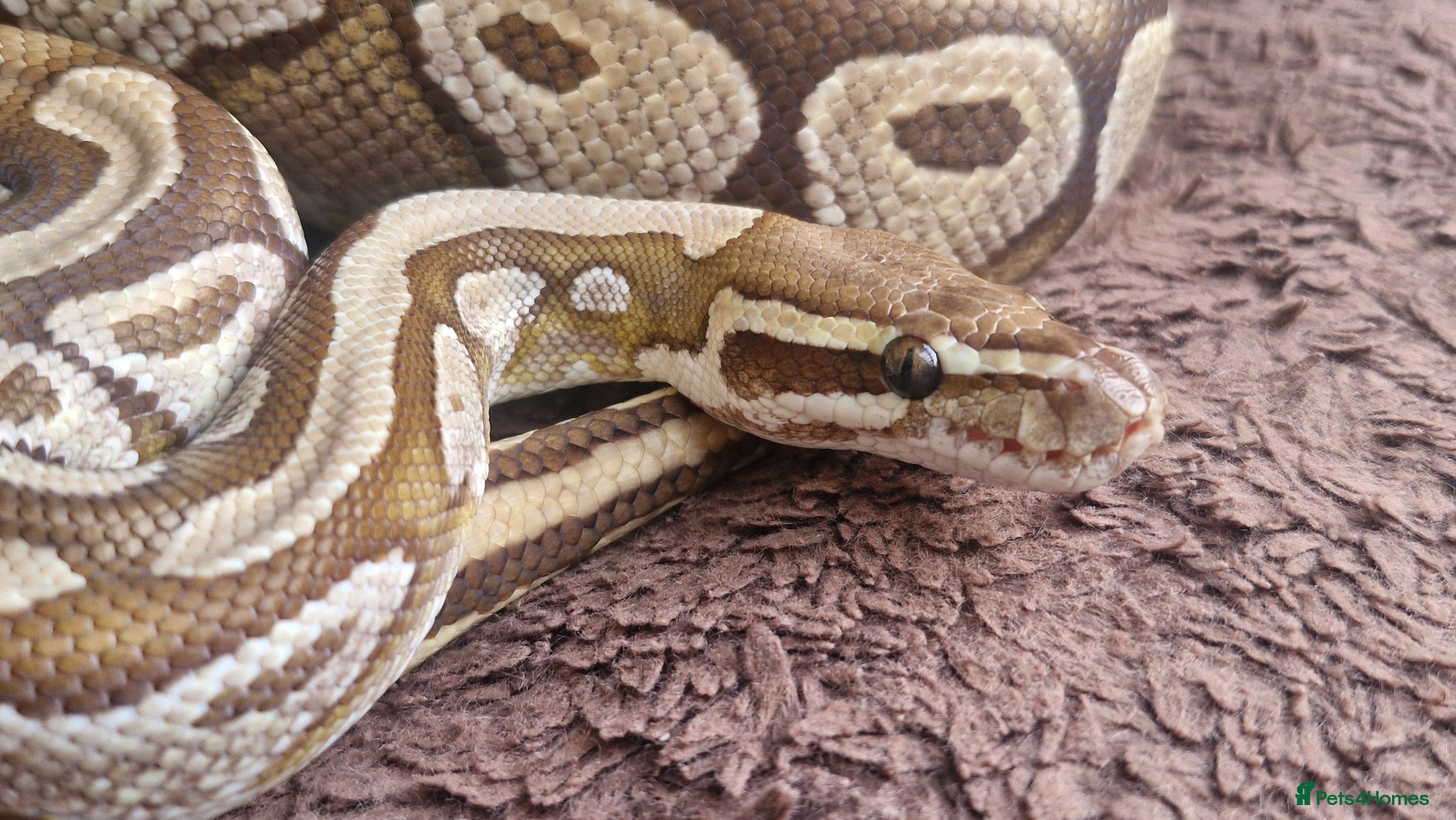 Python Snake reptiles Royal Python (Ball Python) - Advert 1