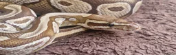 Python Snake reptiles for sale: Royal Python (Ball Python) - Advert 1