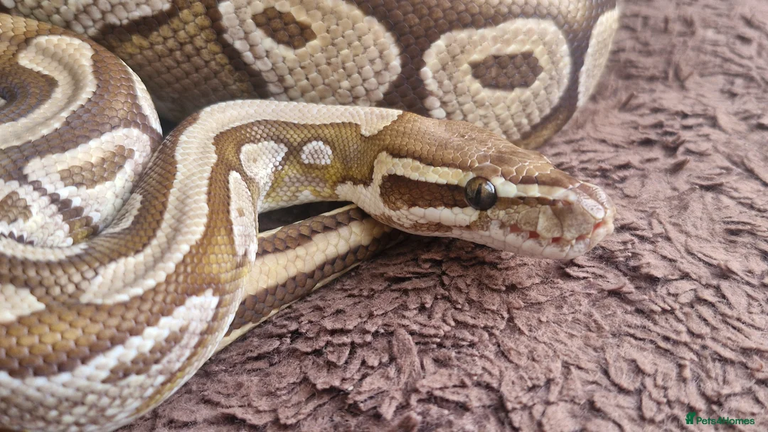 Python Snake reptiles for sale: Royal Python (Ball Python) - Advert 1