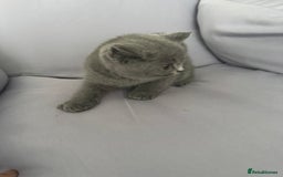 British Shorthair cats for sale: British shorthair kittens last male  - Image 5
