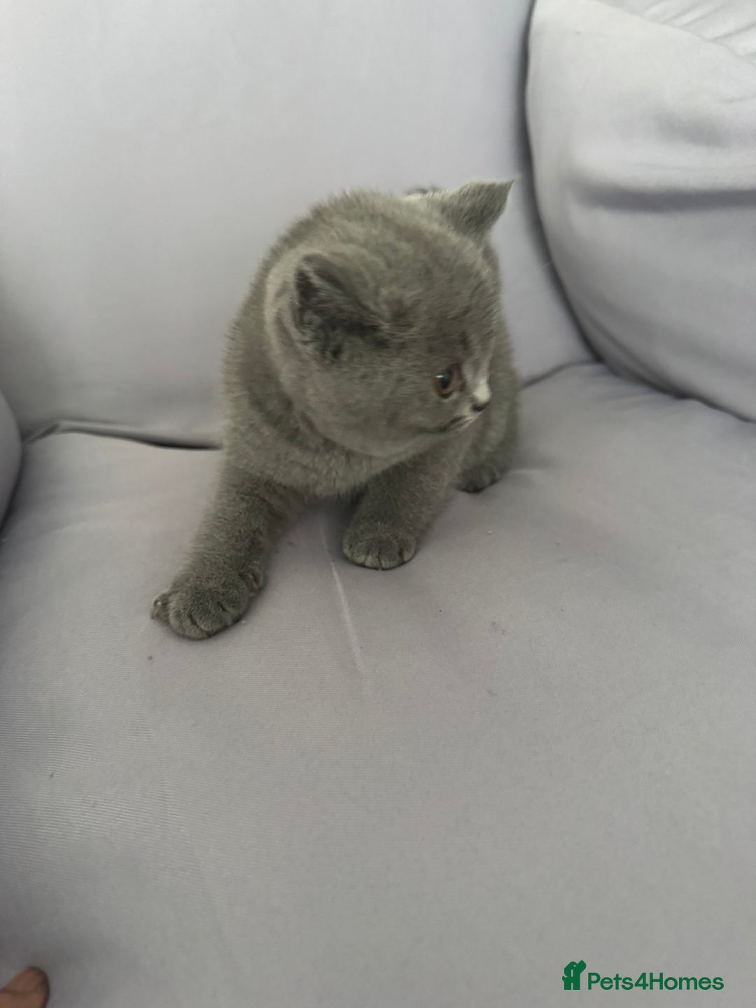 British Shorthair cats for sale: British shorthair kittens last male  - Image 5