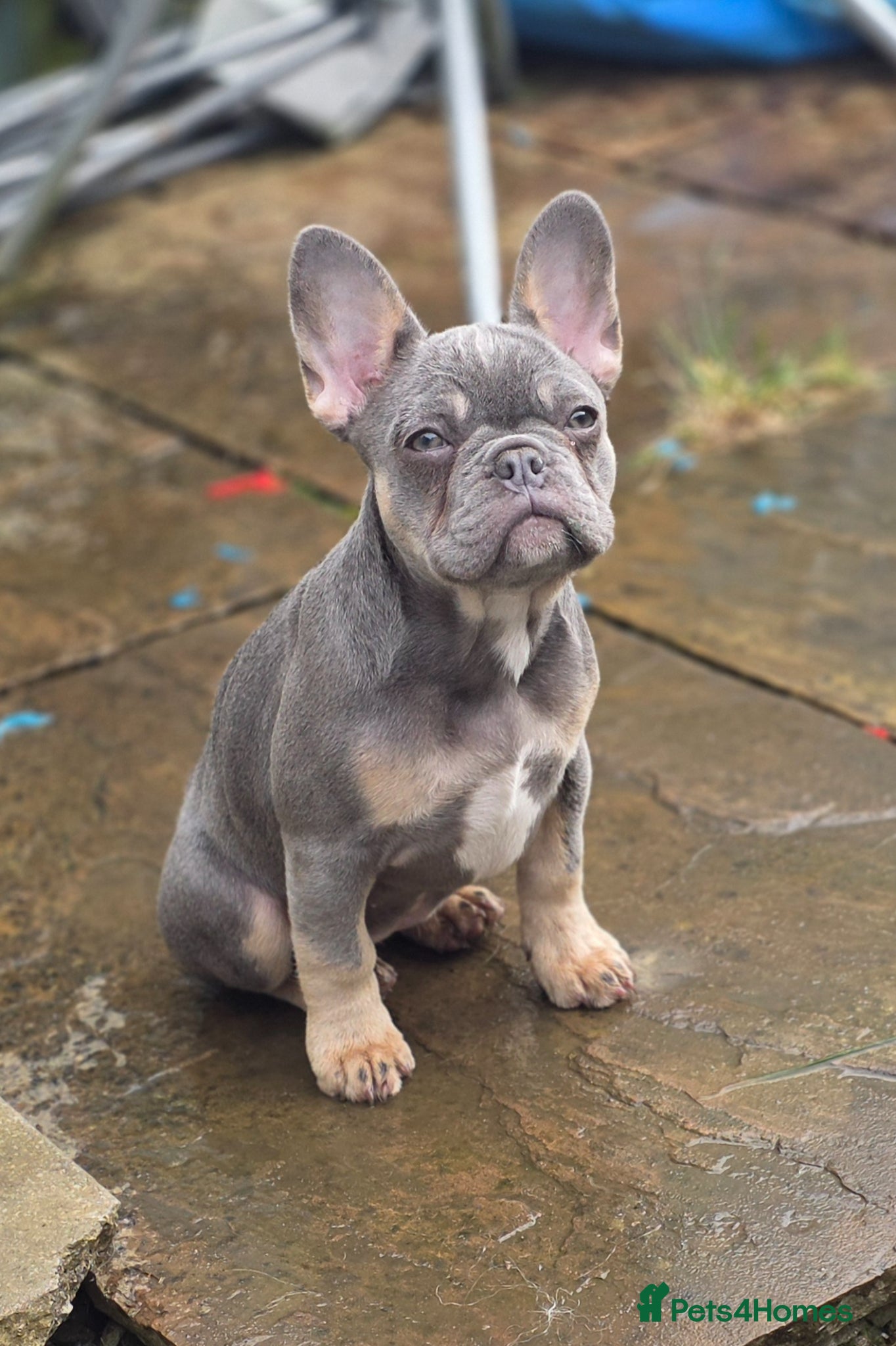 French Bulldog dogs 18 Week old French Bulldog Female - Advert 2