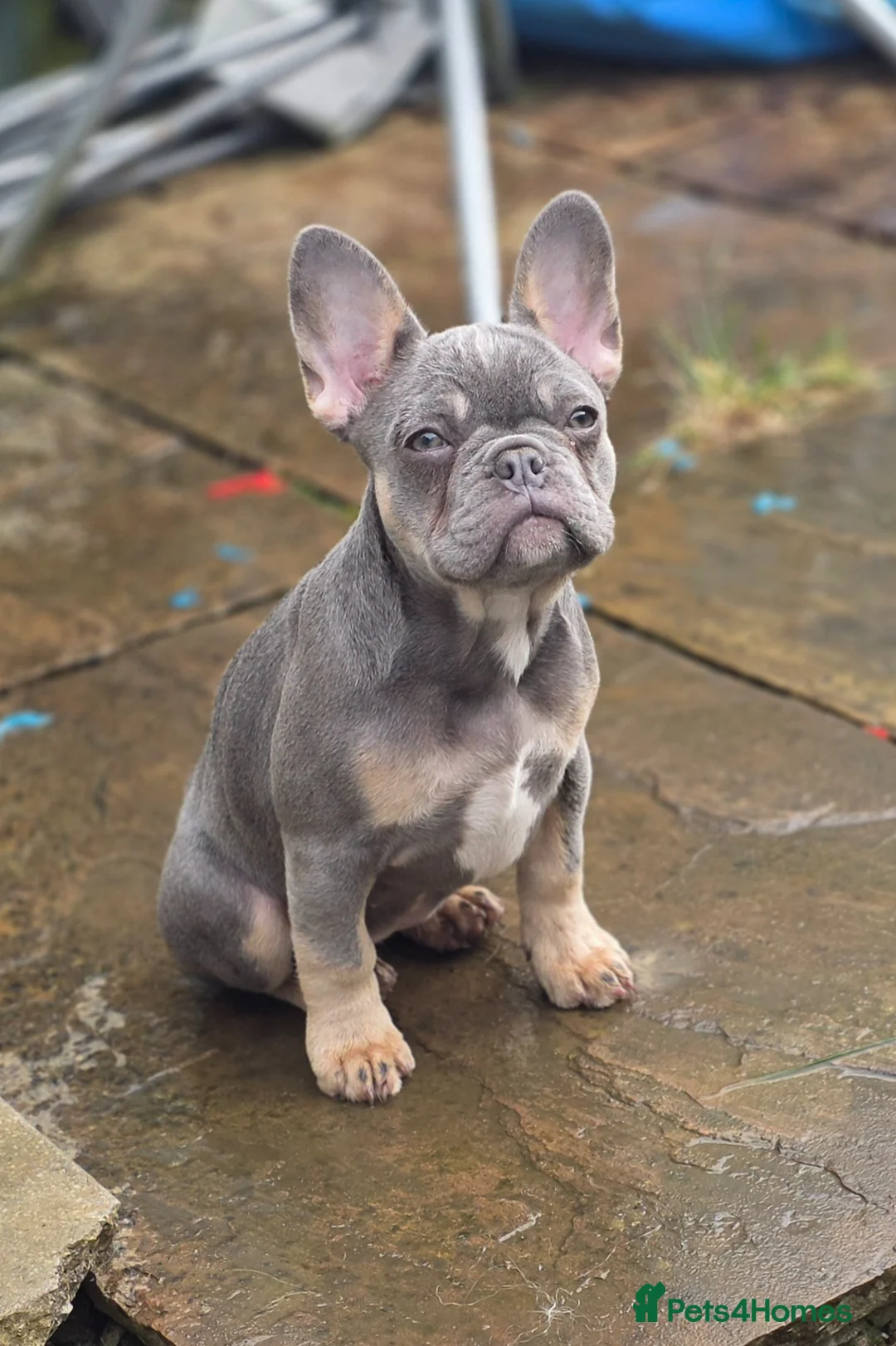 French Bulldog dogs for sale: 18 Week old French Bulldog Female in Llanelli - Advert 1