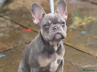 French Bulldog dogs 18 Week old French Bulldog Female - Advert 2